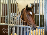 AK021025-97 - Believitanducan